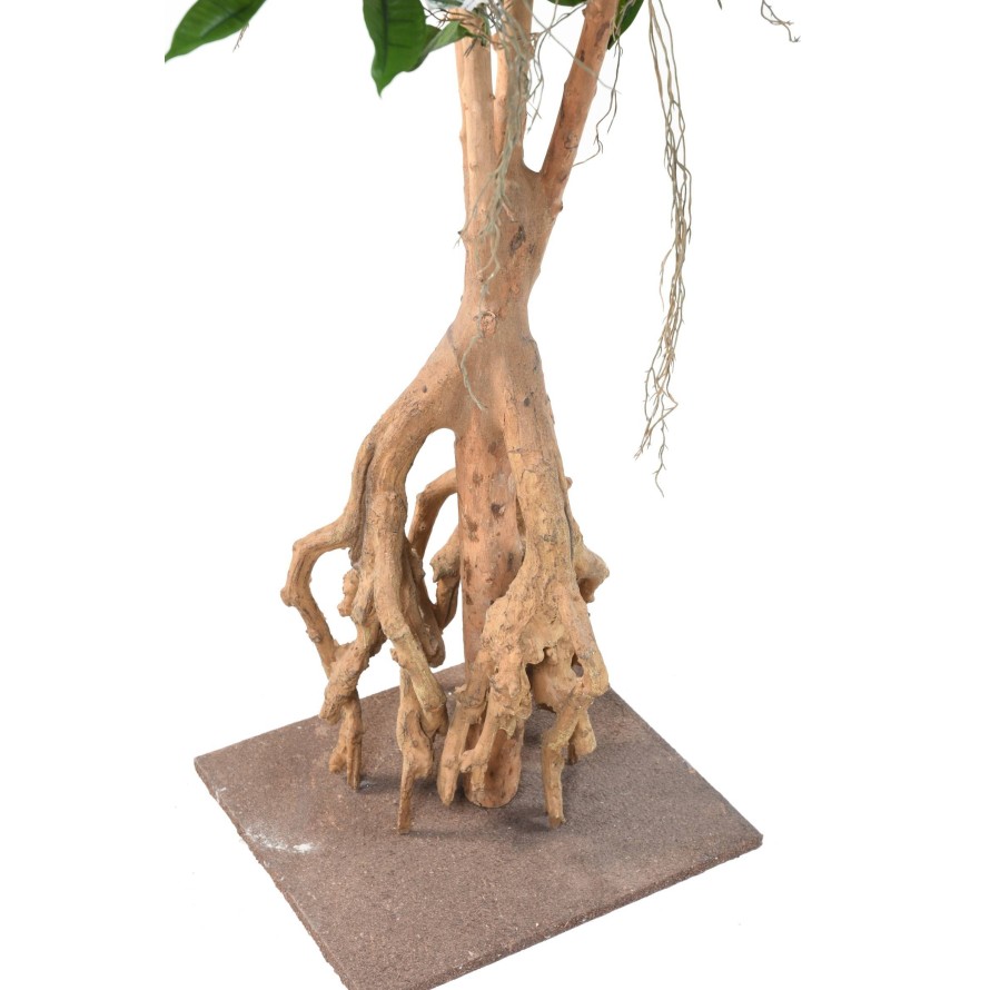 FICUS ROOT LONGIFOLIA