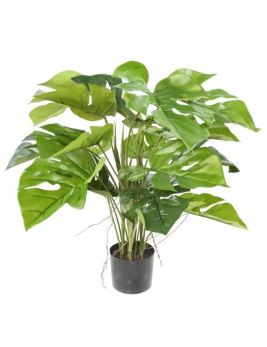 PHILODENDRON MONSTERA TOPF