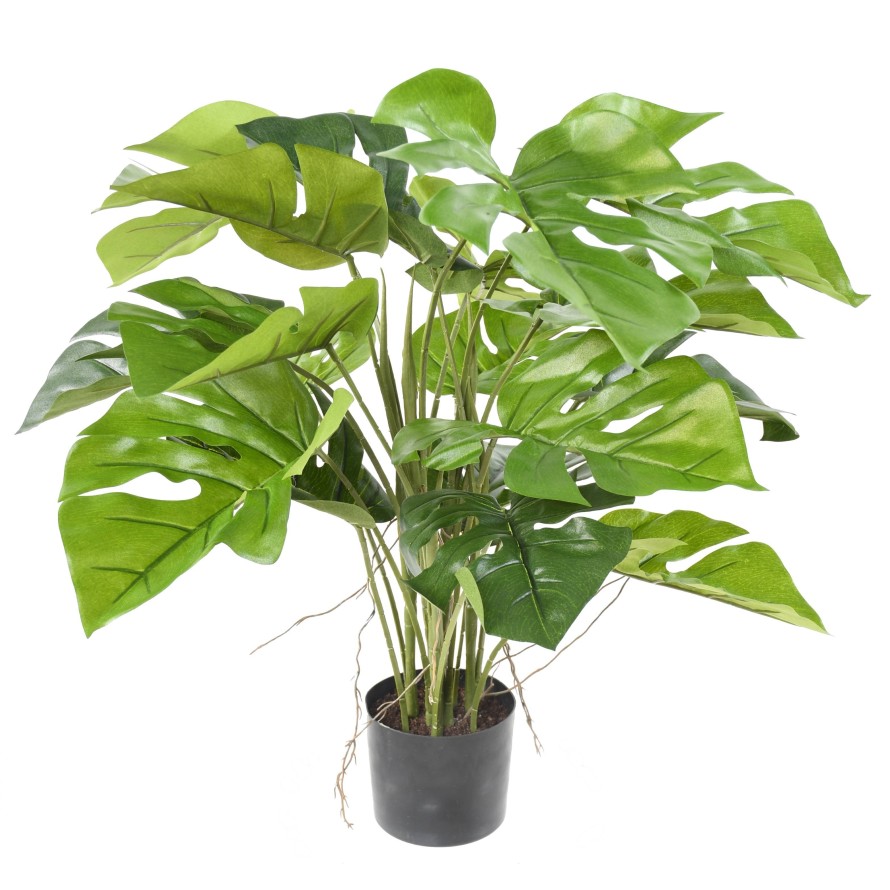 PHILODENDRON MONSTERA EN MACETA