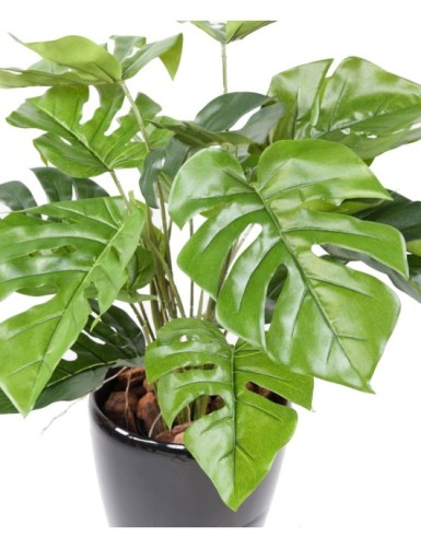 PHILODENDRON MONSTERA TOPF