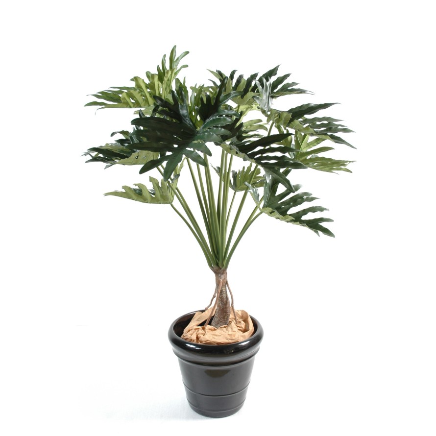 PHILODENDRON SELLOUM *15