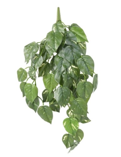 POTHOS (Efeutute)...