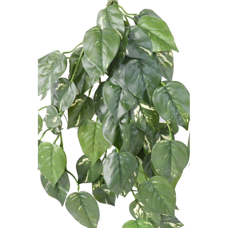 POTHOS COLGANTE RESISTENTE A LOS RAYOS UV