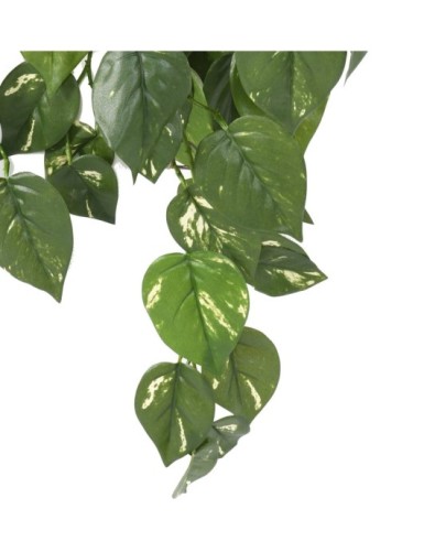 POTHOS COLGANTE RESISTENTE A LOS RAYOS UV