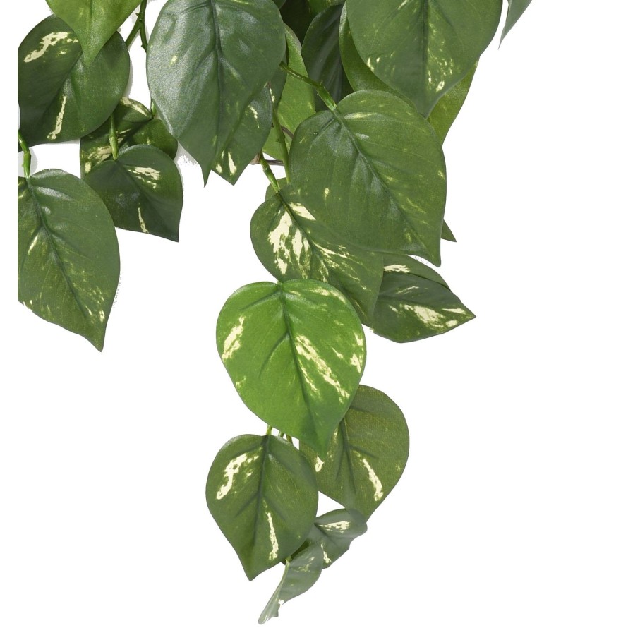 POTHOS COLGANTE RESISTENTE A LOS RAYOS UV