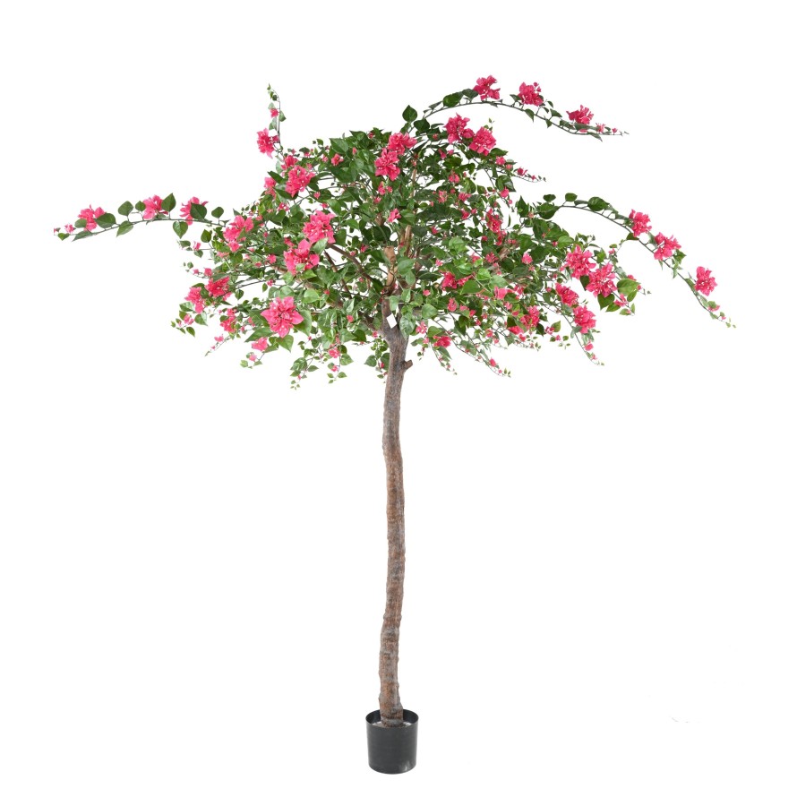 BOUGAINVILLEA (Drillingsblume) TREE