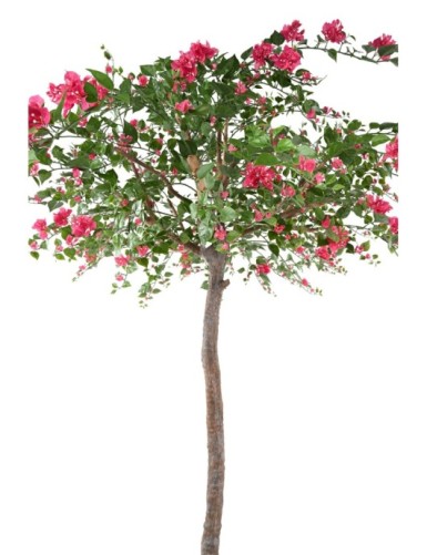 BUGANVILLA TREE