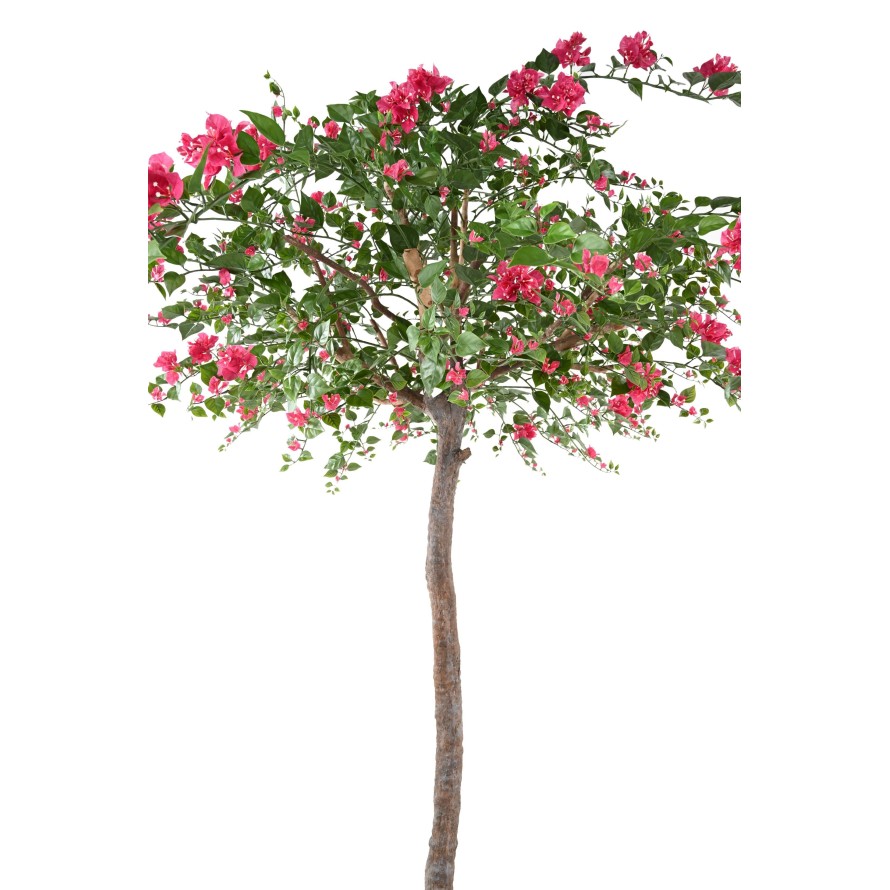 BOUGAINVILLEA (Drillingsblume) TREE