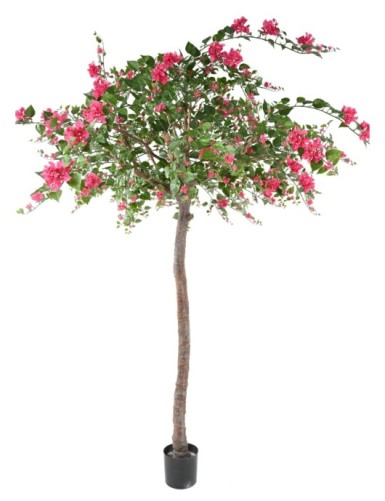 BOUGAINVILLEA (Drillingsblume) TREE