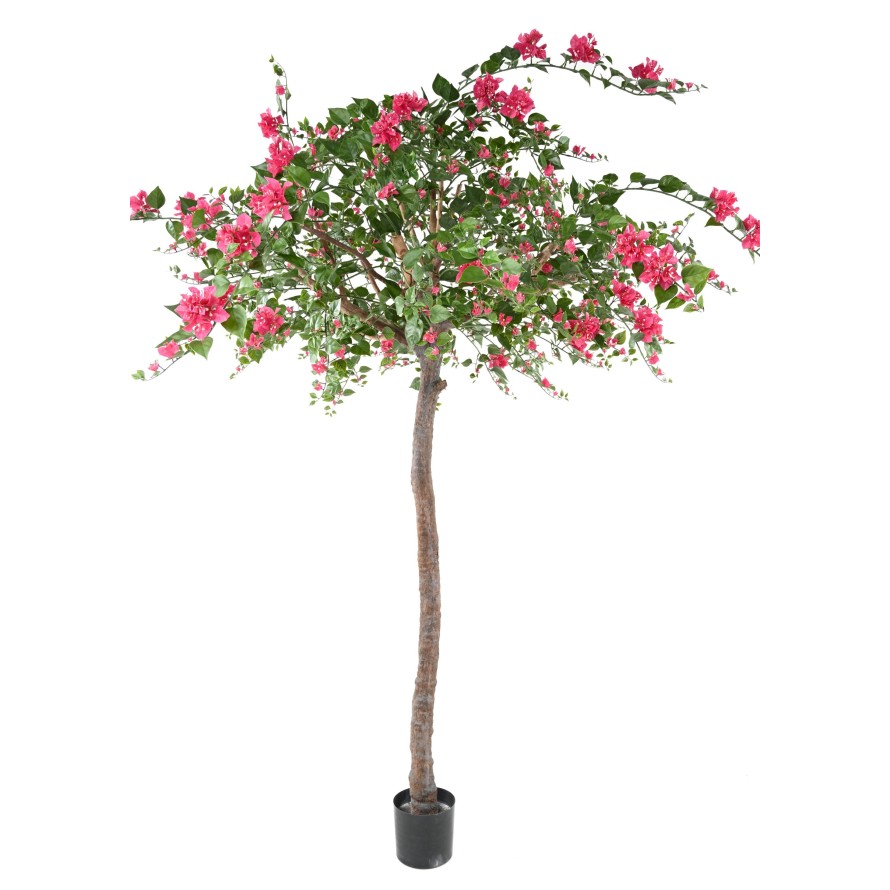 BOUGAINVILLEA (Drillingsblume) TREE