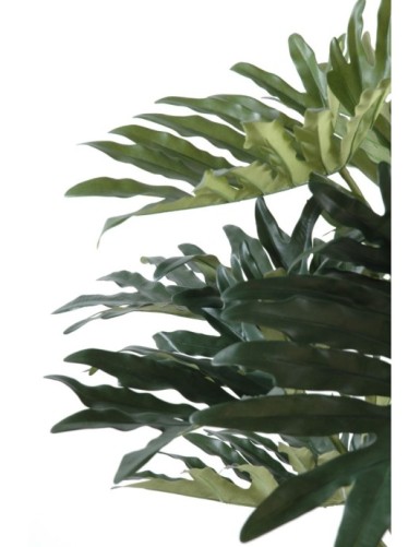 PHILODENDRON SELLOUM *15