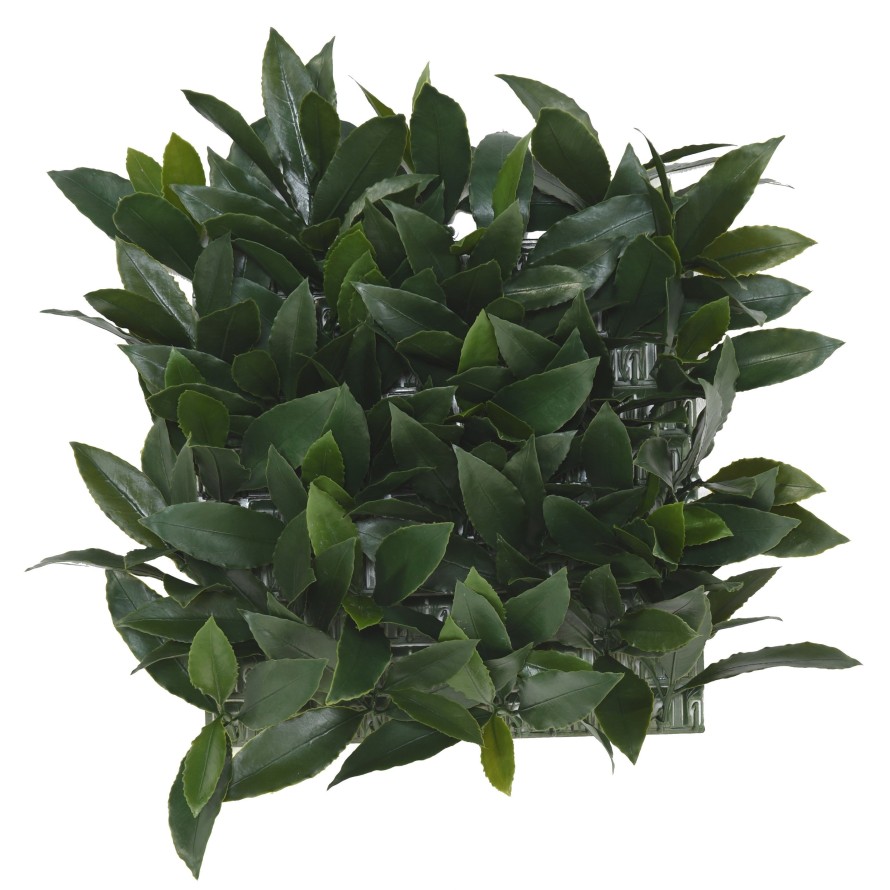 LORBEERBAUM NOBILIS PLATTE UV