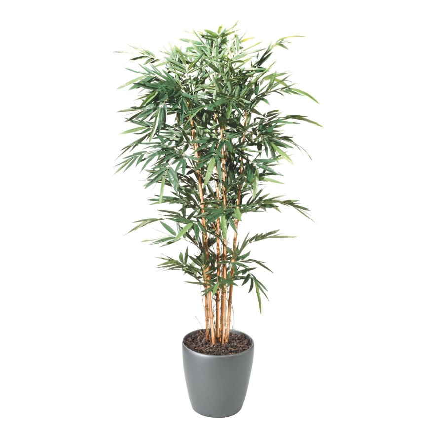 BAMBÚ NEW EN MACETA