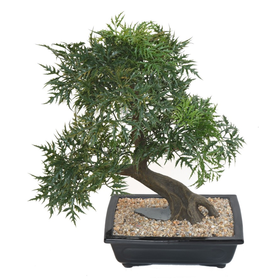 BONSAI ARALIA IN SCHALE