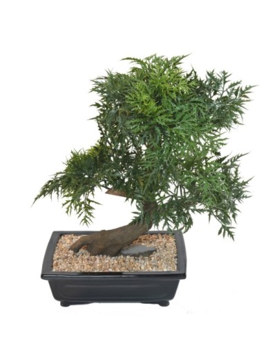 BONSAI ARALIA IN SCHALE
