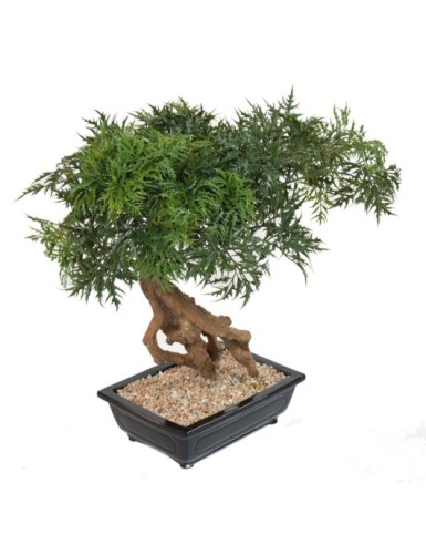 BONSAI ARALIA IN SCHALE