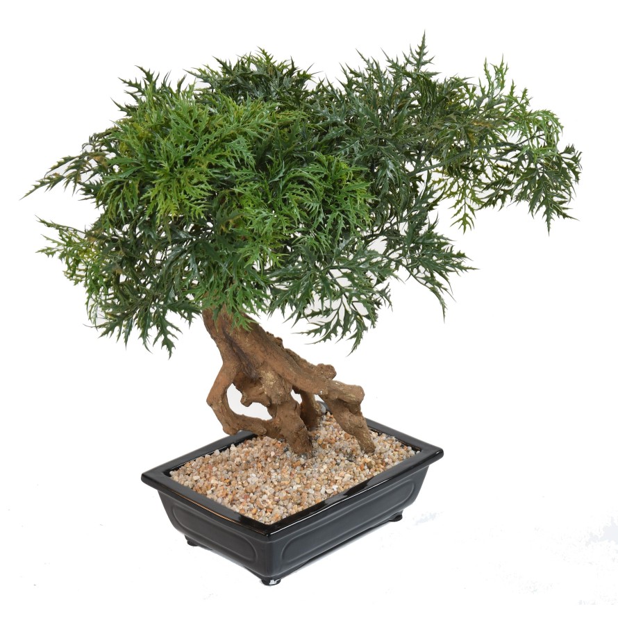 BONSAI ARALIA IN SCHALE