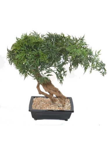 BONSAI ARALIA IN SCHALE