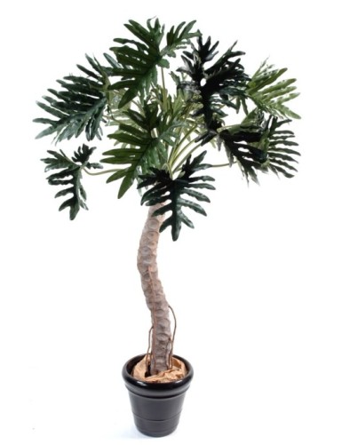 PHILODENDRON SELLOUM ÁRBOL