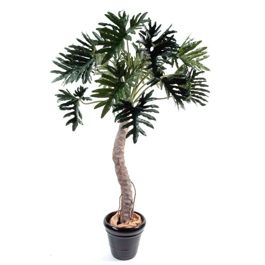 PHILODENDRON SELLOUM BAUM