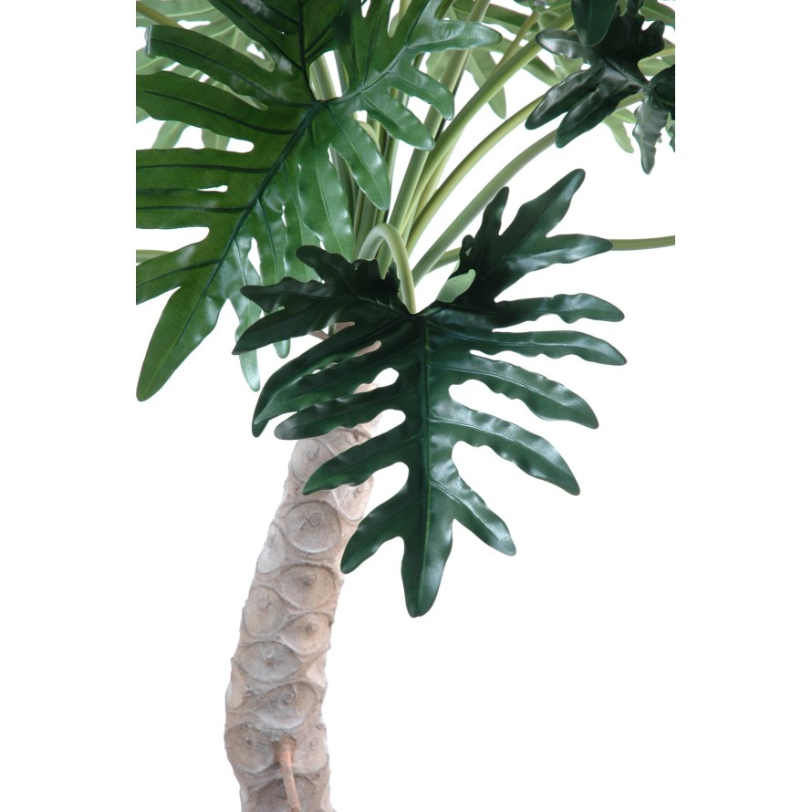 PHILODENDRON SELLOUM BAUM