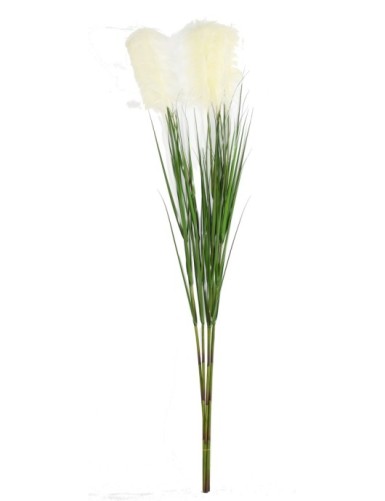 CAREX VULPINA (se compra en...