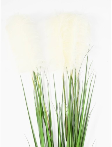 CAREX VULPINA (se compra en paquetes de 12)