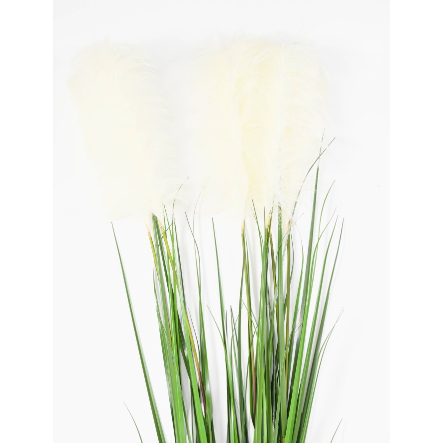 CAREX VULPINA (se compra en paquetes de 12)