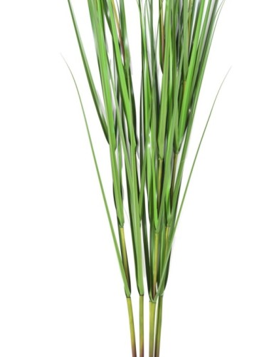 CAREX VULPINA (se compra en paquetes de 12)
