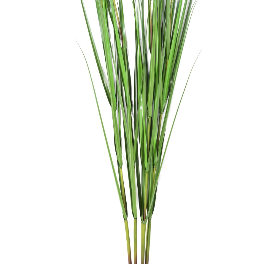 CAREX VULPINA (im 12er-Pack erhältlich)