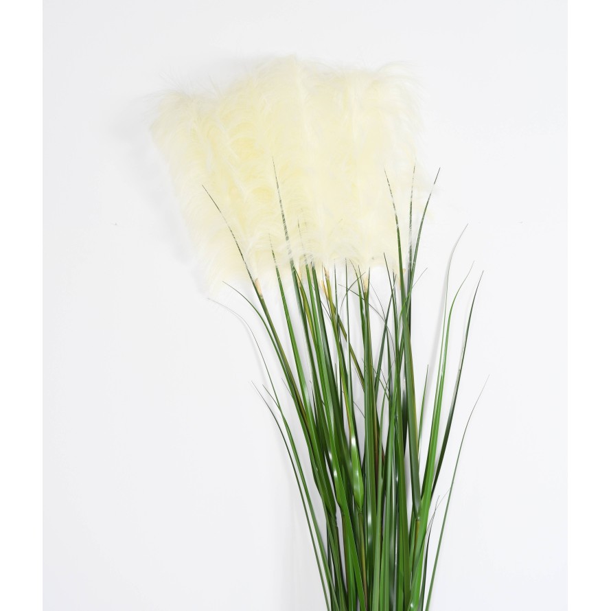 CAREX VULPINA (im 12er-Pack erhältlich)