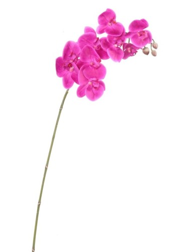 PHALAENOPSIS ORQUÍDEA TALLO