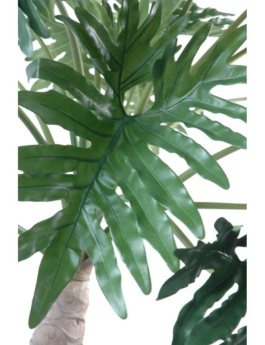 PHILODENDRON SELLOUM BAUM