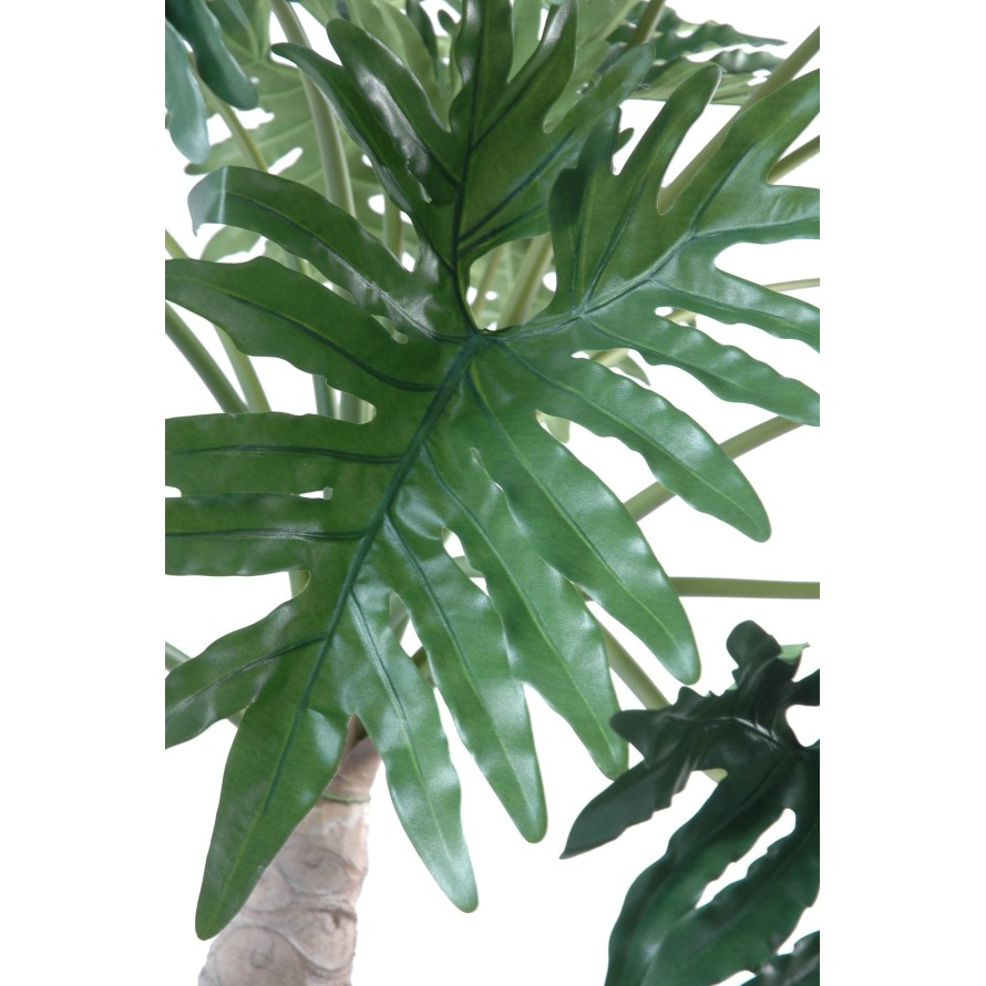 PHILODENDRON SELLOUM BAUM