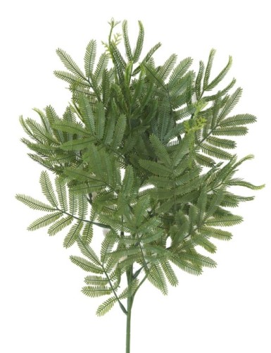 TAMARINDO RAMA (mimosa)