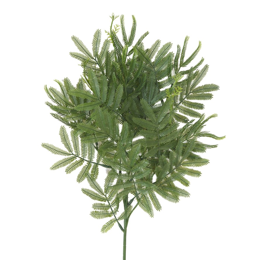 TAMARINDENBAUM ZWEIG (Optik Mimose)