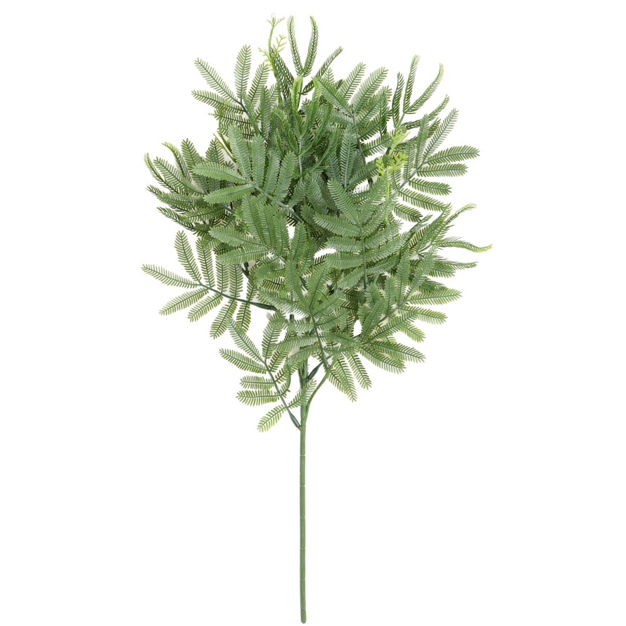 TAMARINDENBAUM ZWEIG (Optik Mimose)