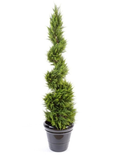 ZYPRESSE JUNIPERUS SPIRALE...