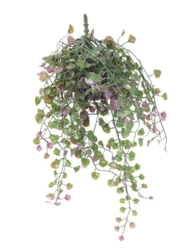 DICHONDRA HÄNGEKUNSTPFLANZE