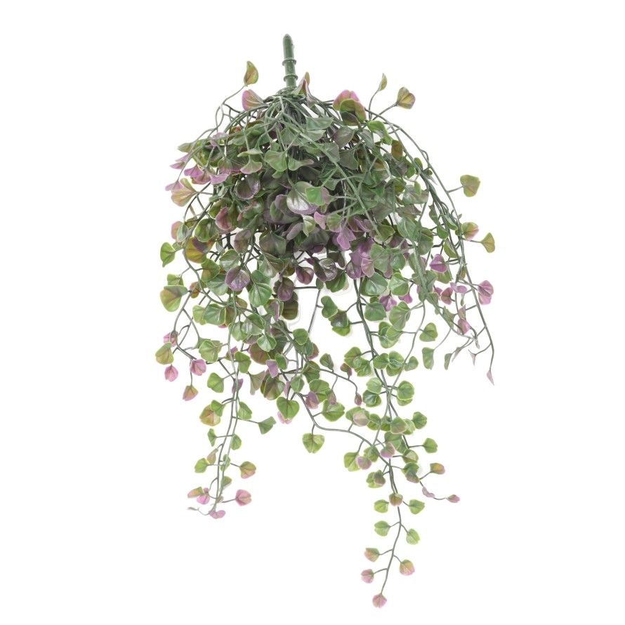 DICHONDRA HÄNGEKUNSTPFLANZE