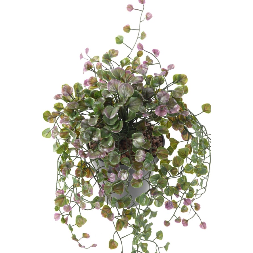 DICHONDRA HÄNGEKUNSTPFLANZE