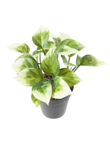 PHILODENDRON ARBUSTO