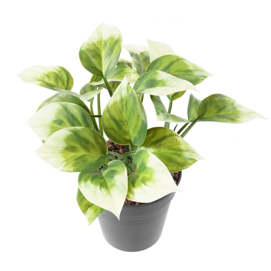 PHILODENDRON ARBUSTO