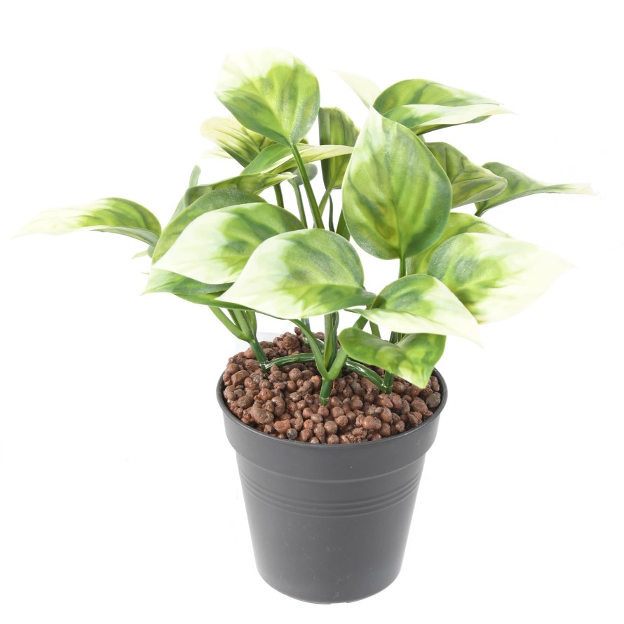 PHILODENDRON ARBUSTO