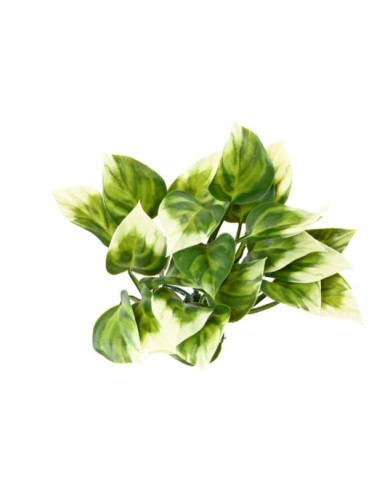 PHILODENDRON ARBUSTO