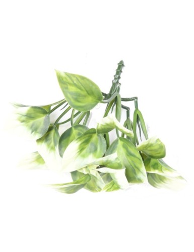 PHILODENDRON ARBUSTO