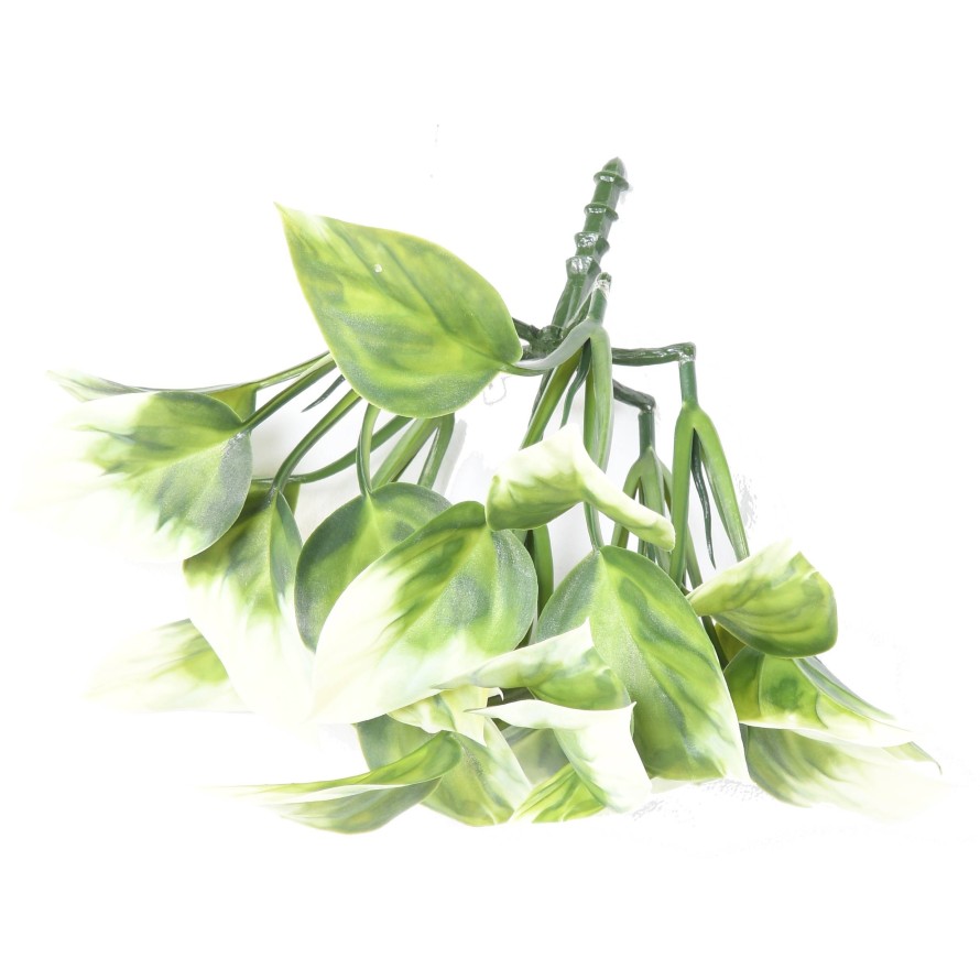 PHILODENDRON ARBUSTO