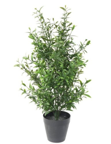 SALVIA RESISTENTE A LOS...