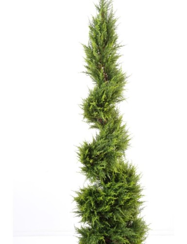 CIPRÉS JUNIPERUS ESPIRAL FINA