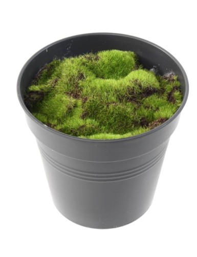 OBERFLÄCHENVEREDELUNG MIT MOSS